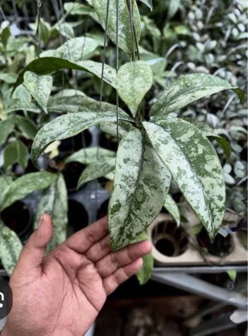 超レア　原種 　幻のホヤ　ブントクエンシス　シルバー　サクララン　パルダリウム