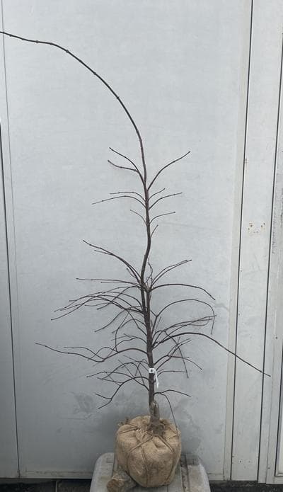 《現品》赤枝垂れ紅葉（アカシダレモミジ）樹高1.4ｍ（根鉢含まず）51【苗木】