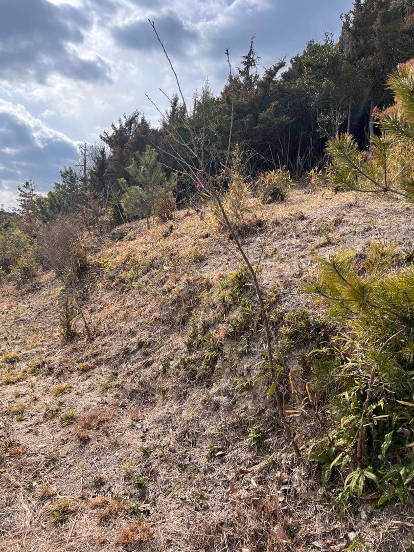 現品　山桜　ヤマザクラ　特大苗　2.2mほど　山採り