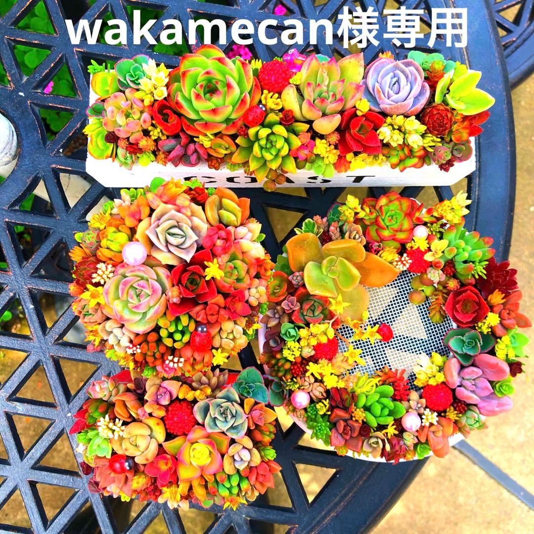 そのまま飾れる多肉植物寄せ植え　4点