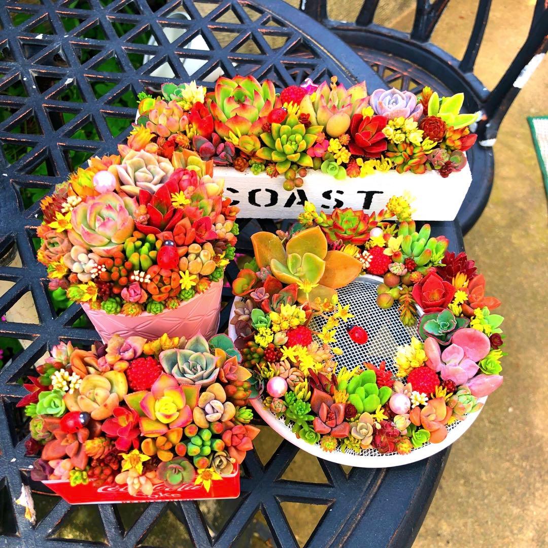 そのまま飾れる多肉植物寄せ植え　4点