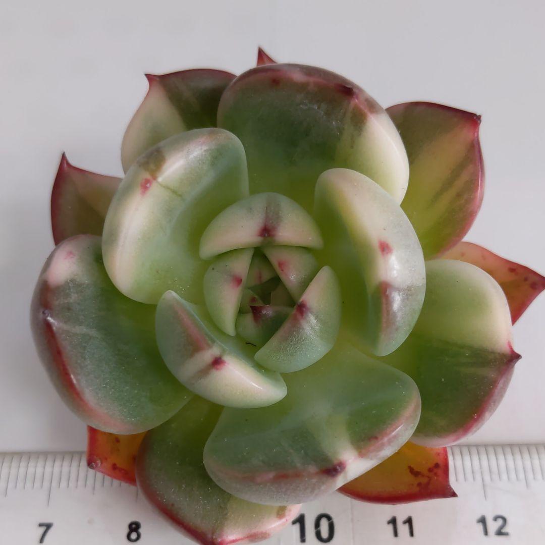 ♥マジョリカ様♥丸葉フラメンコ錦です(*^^*)　エケベリア　多肉植物