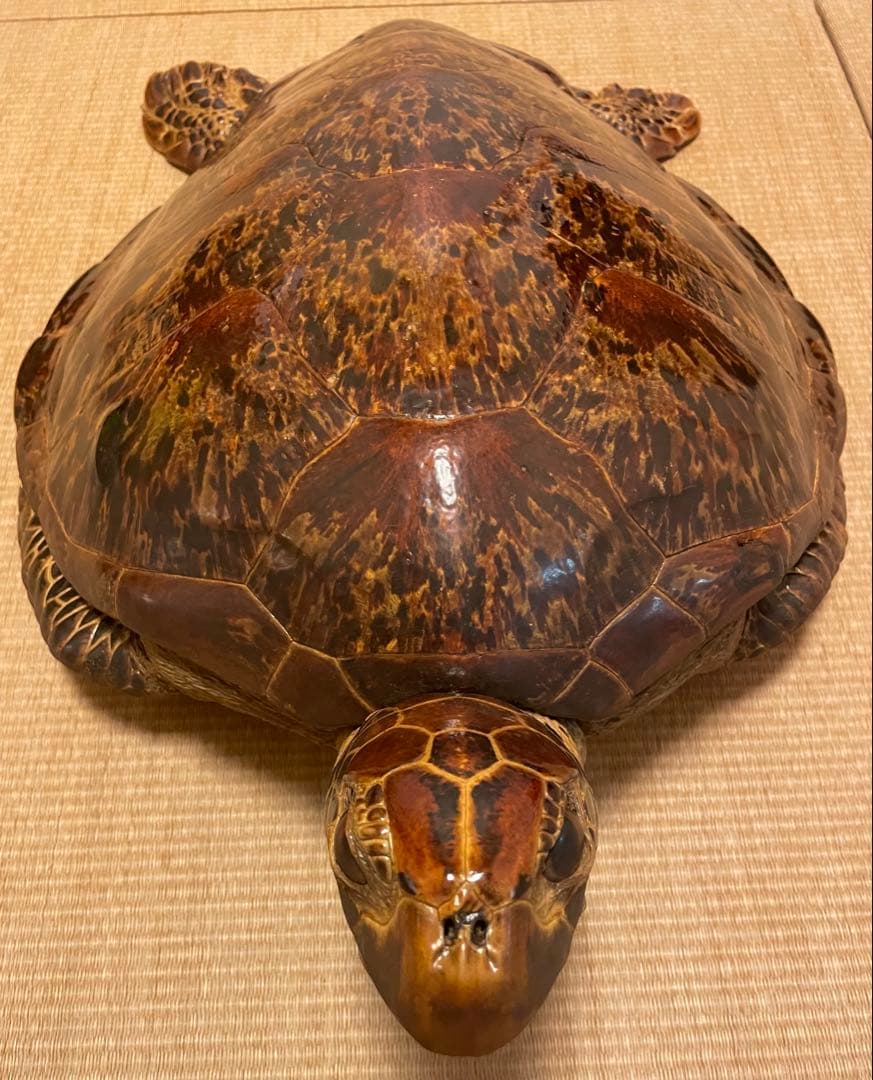 【希少】アオウミガメ 剥製 大きめ「国際希少野生動植物登録票」あり