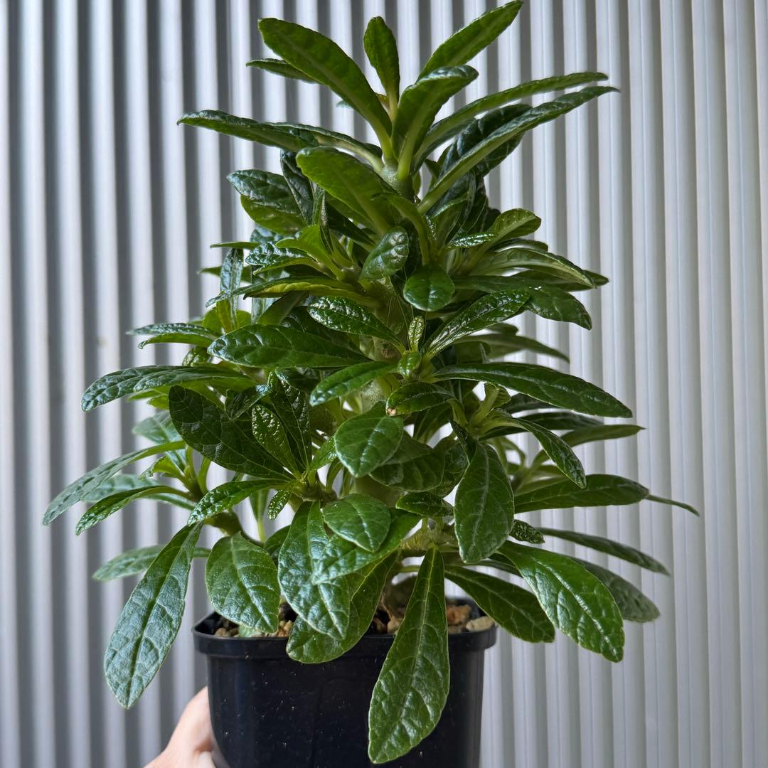 専用ページ ドルステニア・ギガス 国内実生苗 2株