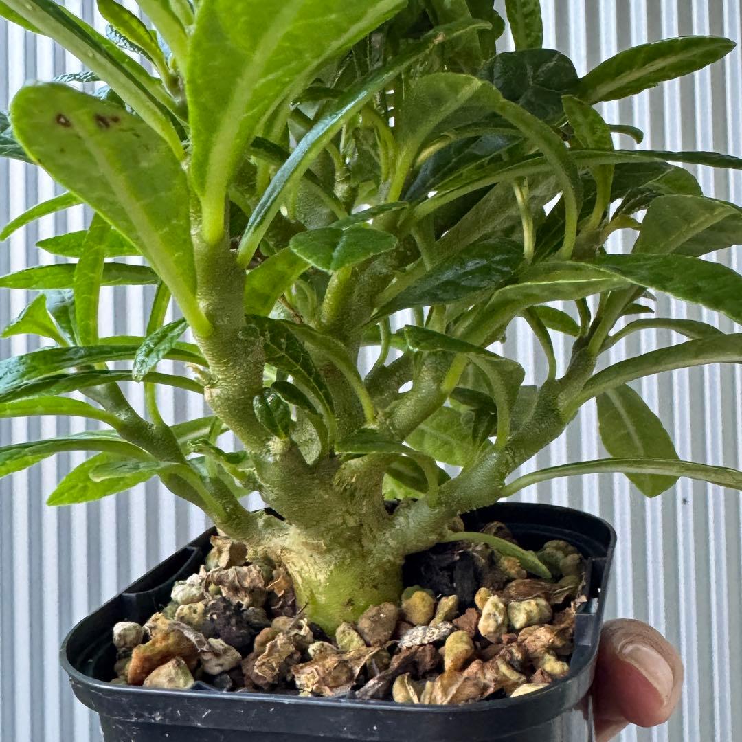 専用ページ ドルステニア・ギガス 国内実生苗 2株