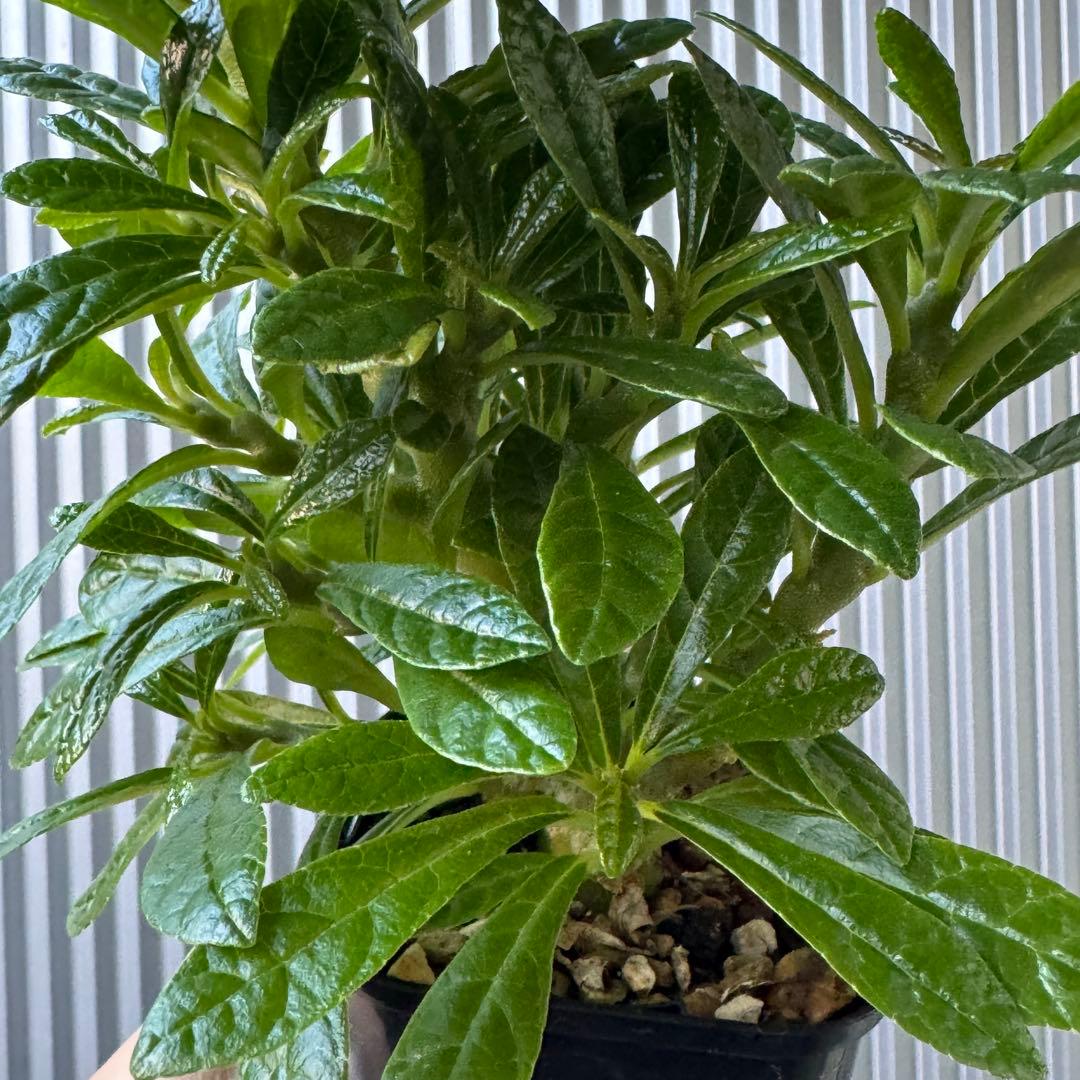 専用ページ ドルステニア・ギガス 国内実生苗 2株