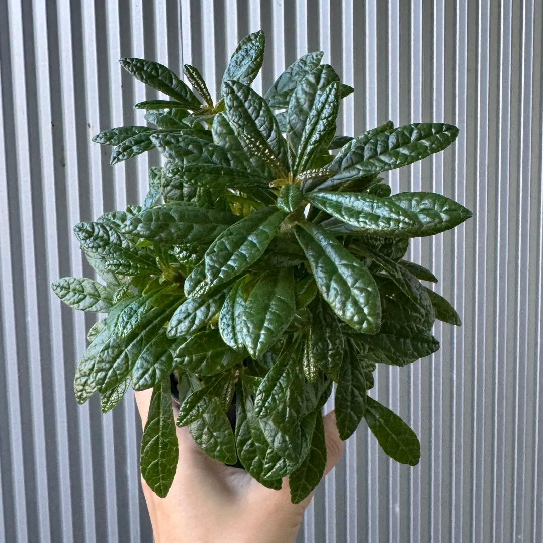 専用ページ ドルステニア・ギガス 国内実生苗 2株