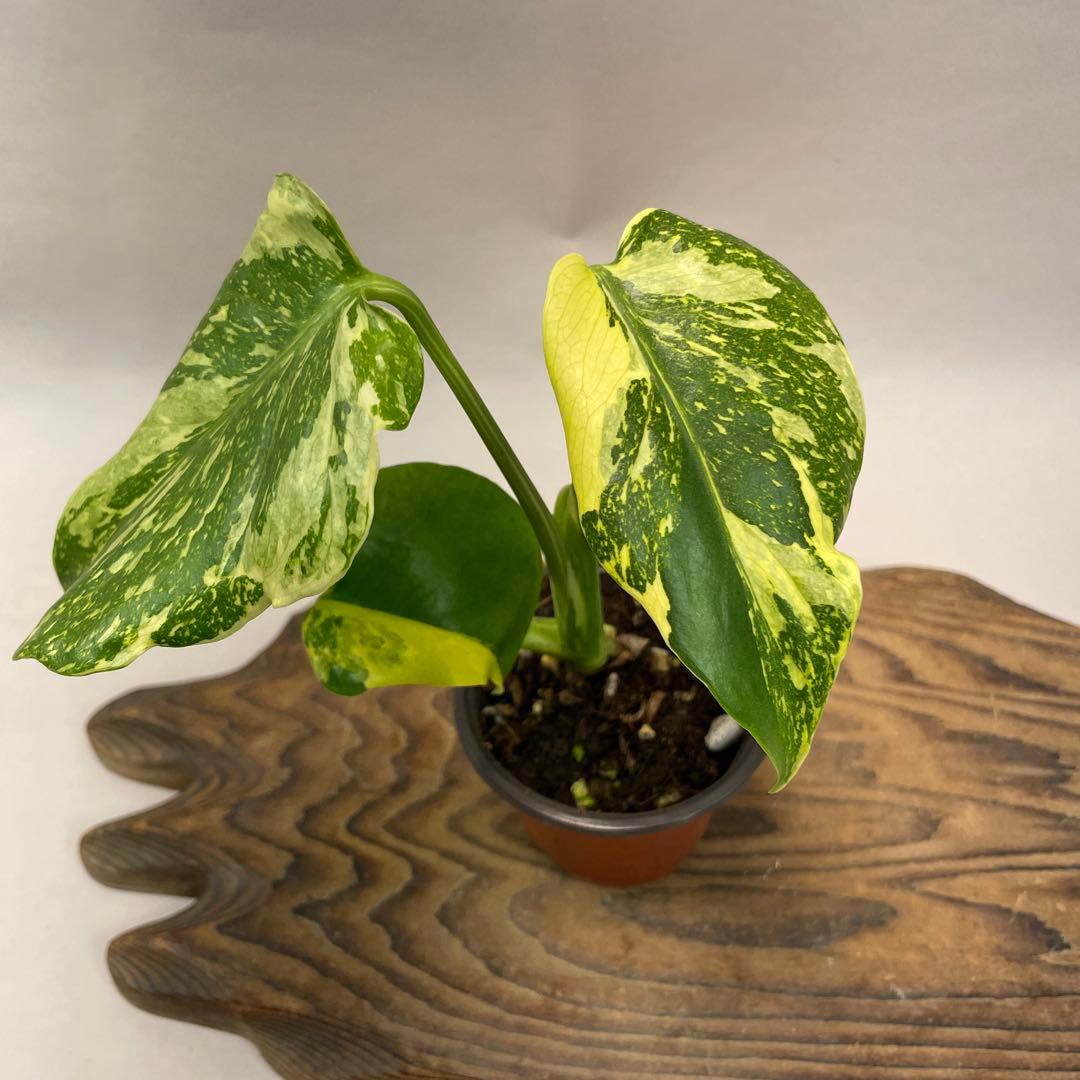 A122品種保証　【モンステラ・キング　エレクトロライト 美株 斑入り