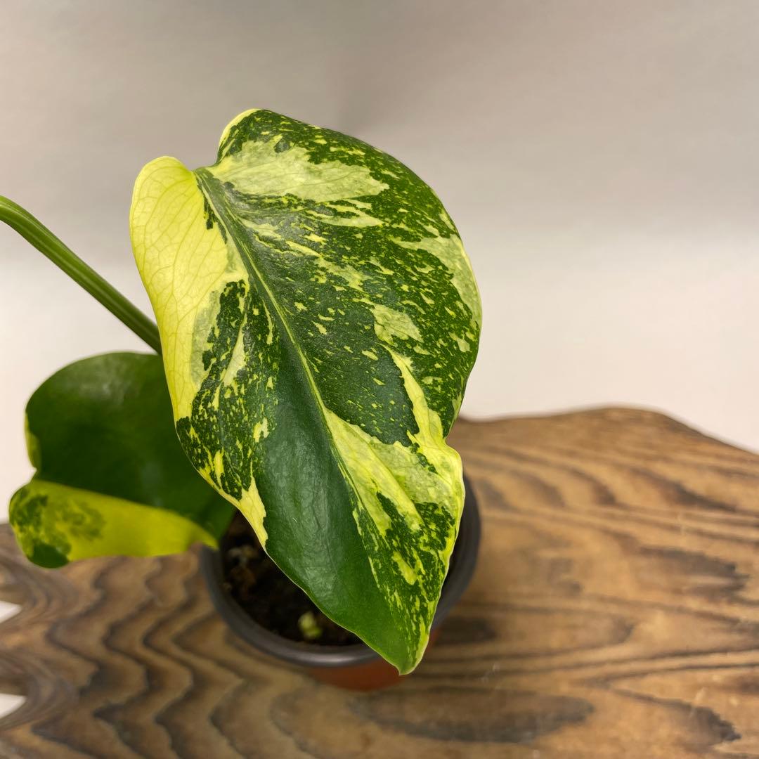 A122品種保証　【モンステラ・キング　エレクトロライト 美株 斑入り
