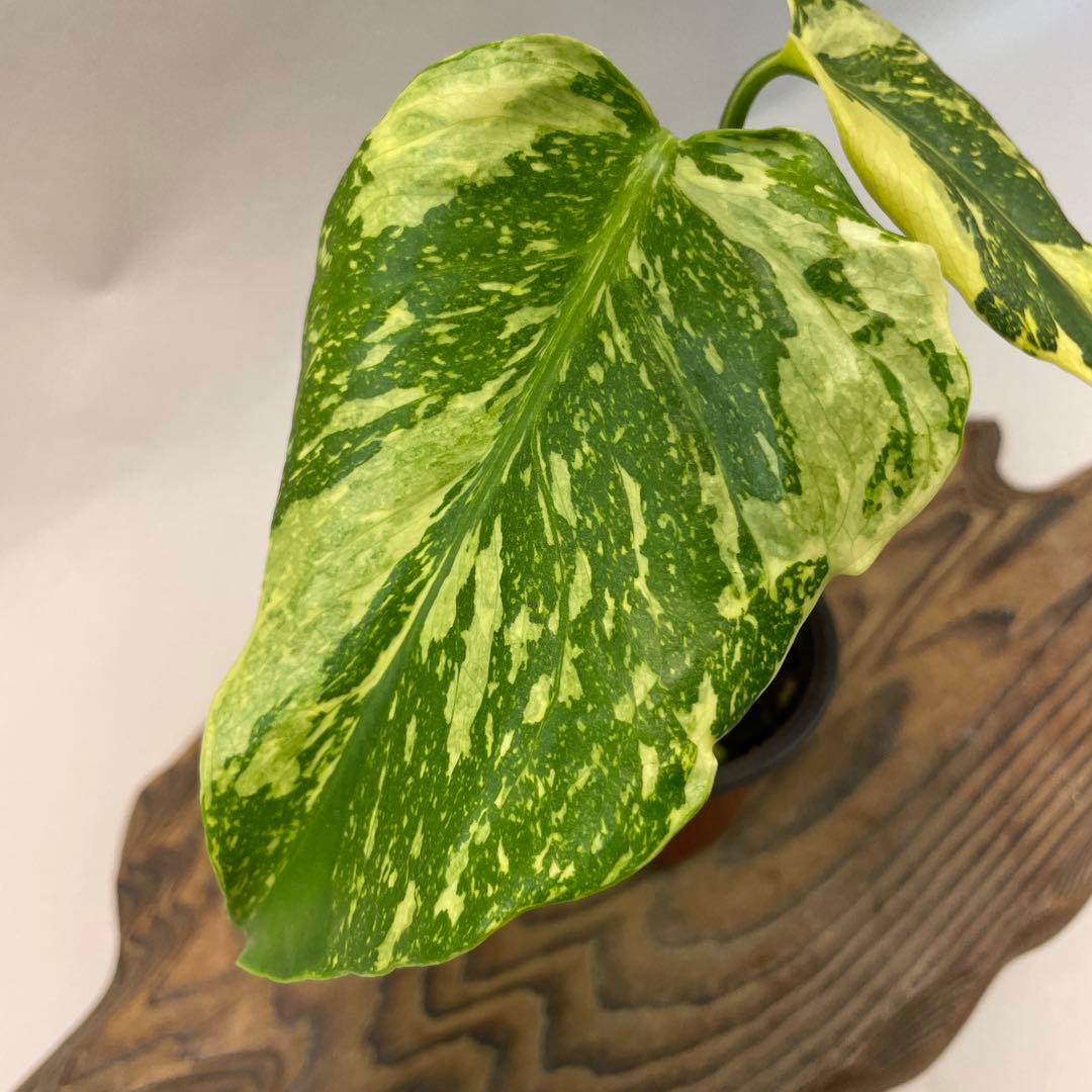 A122品種保証　【モンステラ・キング　エレクトロライト 美株 斑入り