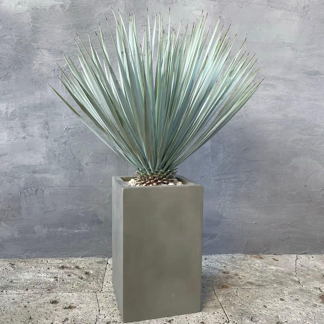 ユッカ ロストラータ　選抜品種　【サファイアスカイズ】陶器鉢　植え込み発送