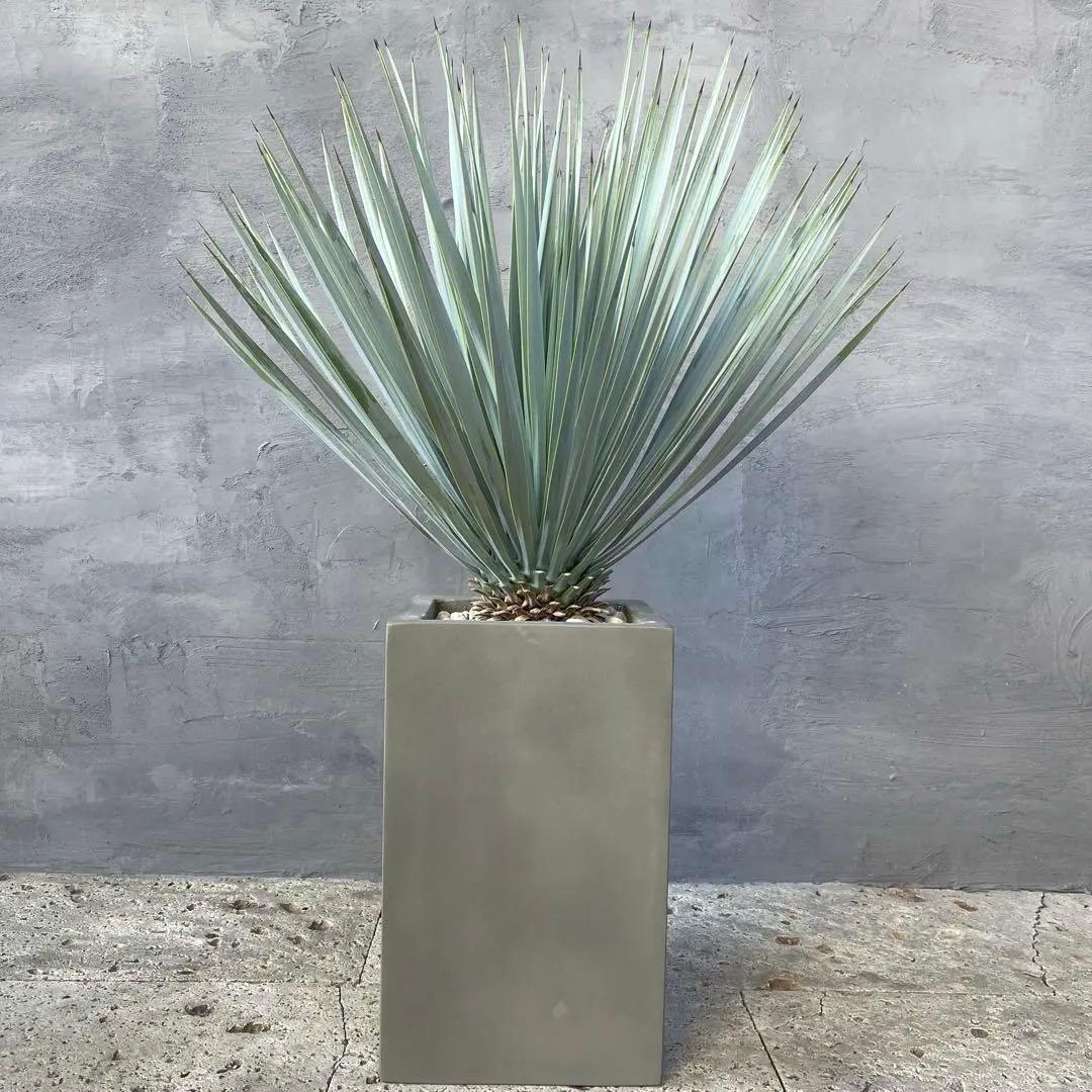 ユッカ ロストラータ　選抜品種　【サファイアスカイズ】陶器鉢　植え込み発送