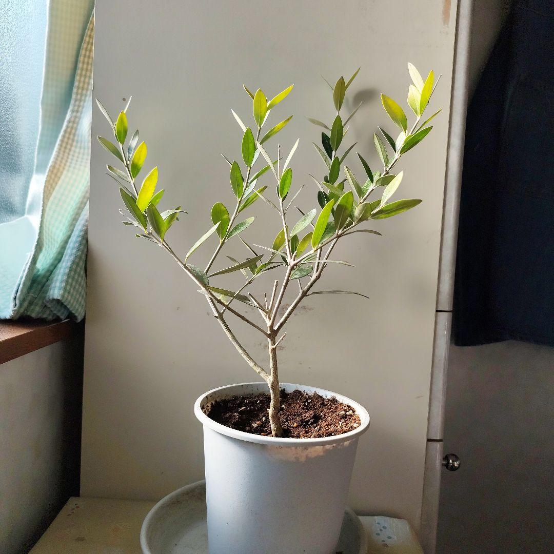 ご予約用オリーブの苗※レッチーノ