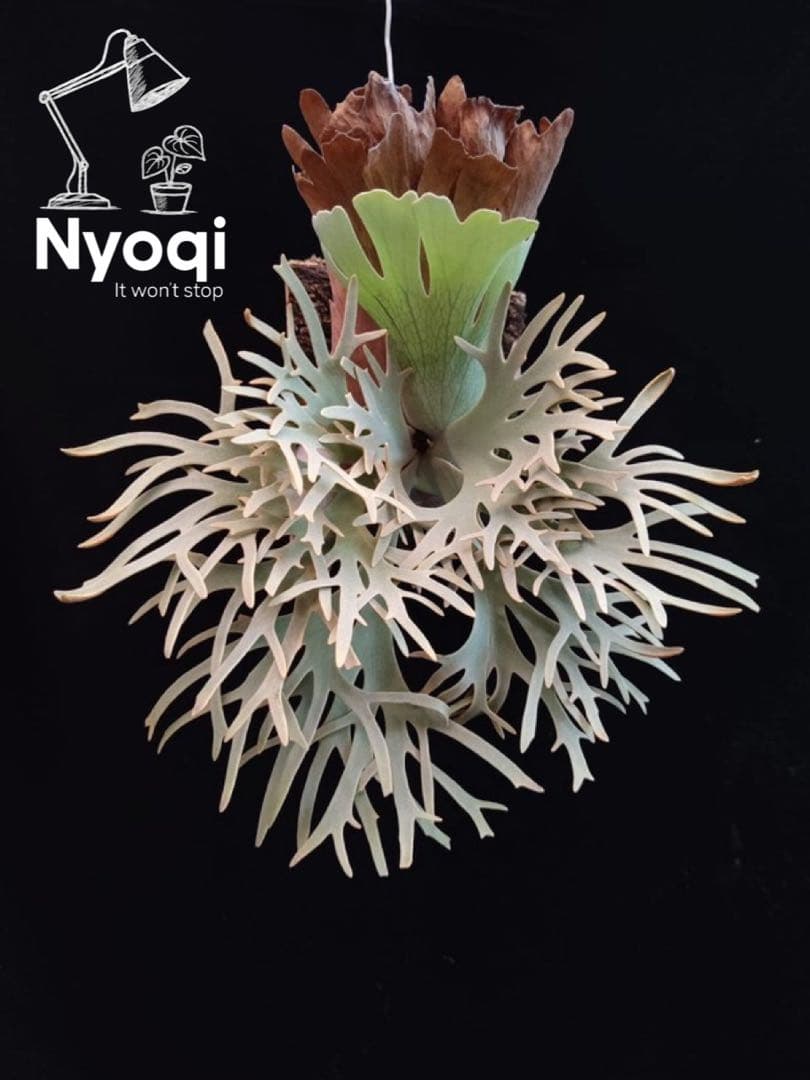 P.Yellow Moon Dwarf Totoro' （spore）【52】