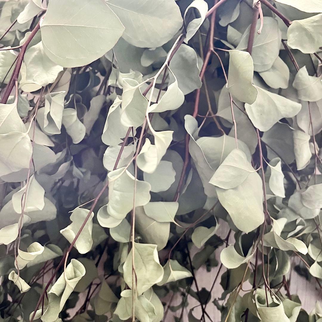 ユーカリポポラス　80サイズ