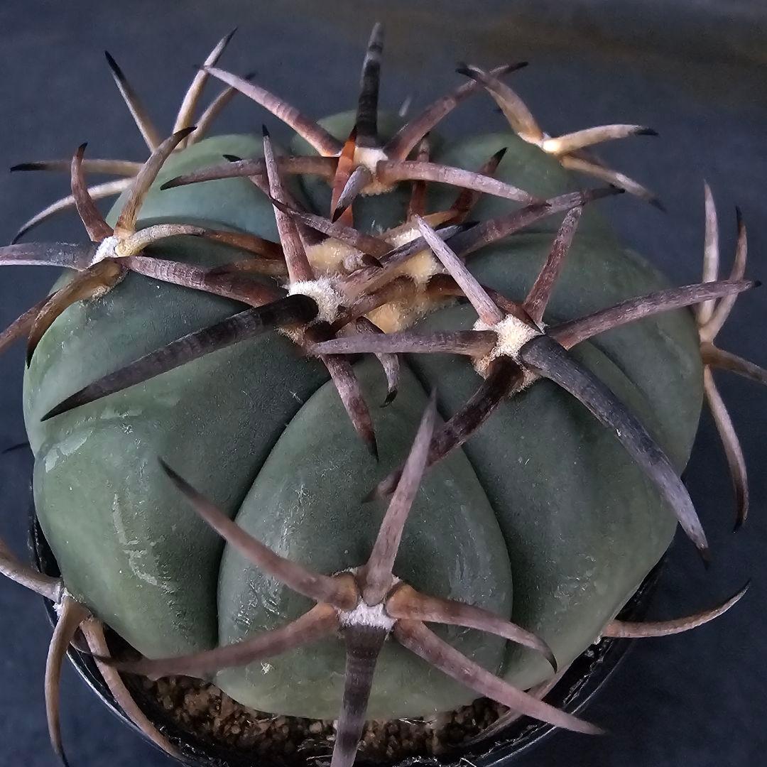 メルカリ便発送☆サボテン エキノカクタス属 雷帝×花王丸(実生苗です)