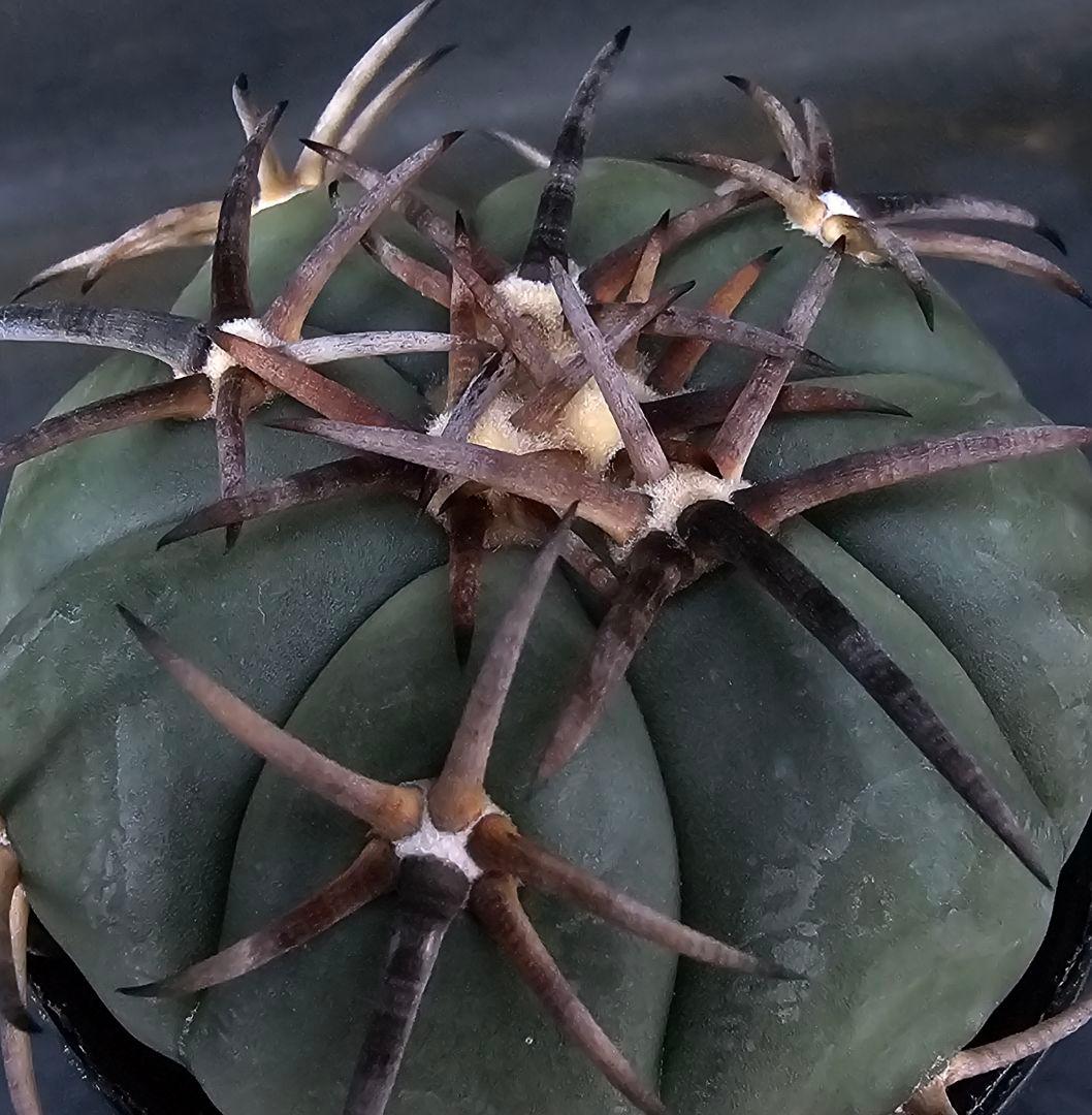 メルカリ便発送☆サボテン エキノカクタス属 雷帝×花王丸(実生苗です)