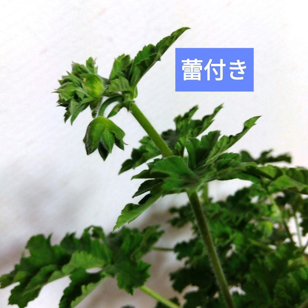 ペラルゴニウム　ミセステイラー ★挿し穂3本　ネコポス発送