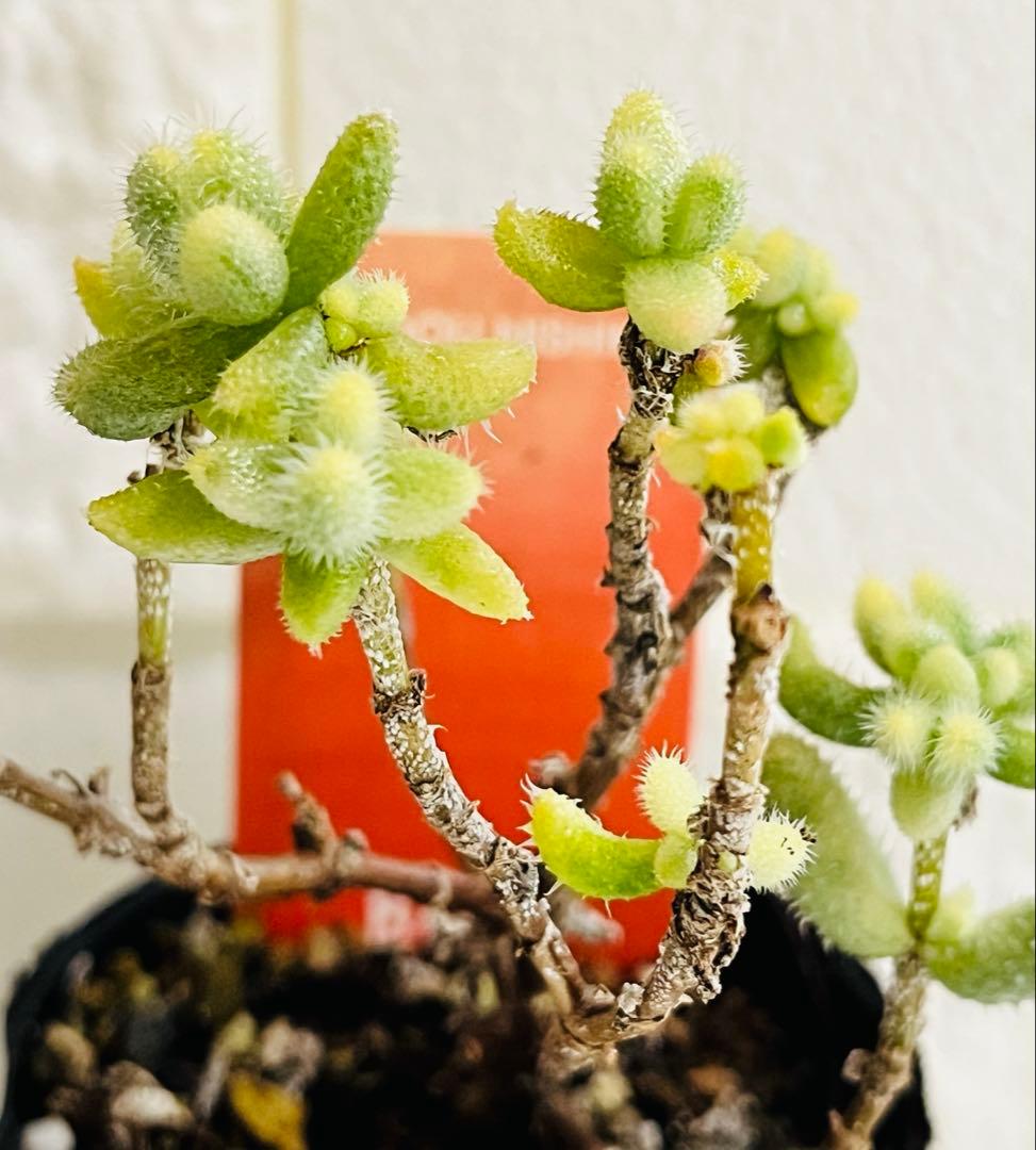 54.【現品 根本からカット】雷銅錦　傷・葉焼けあり　斑入りが綺麗です‼️