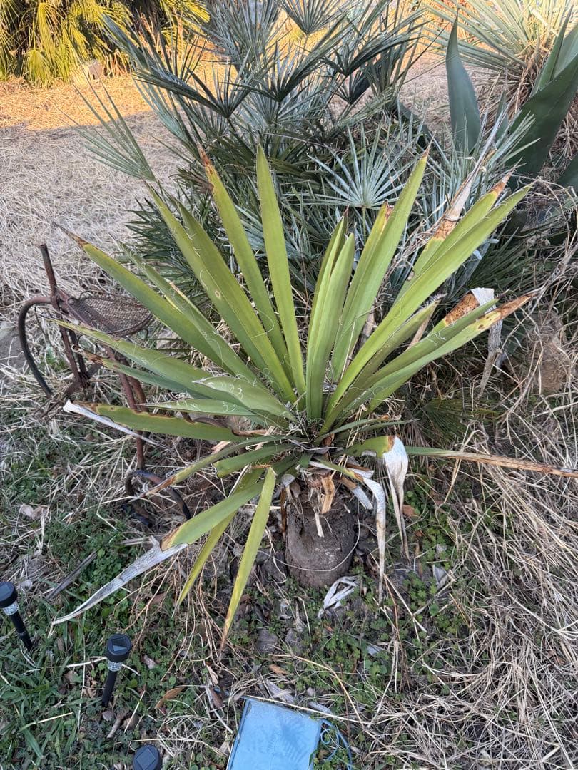 ユッカ　カルネロサーナ #️⃣ ユッカロストラータ ココスヤシ 引き取り限定