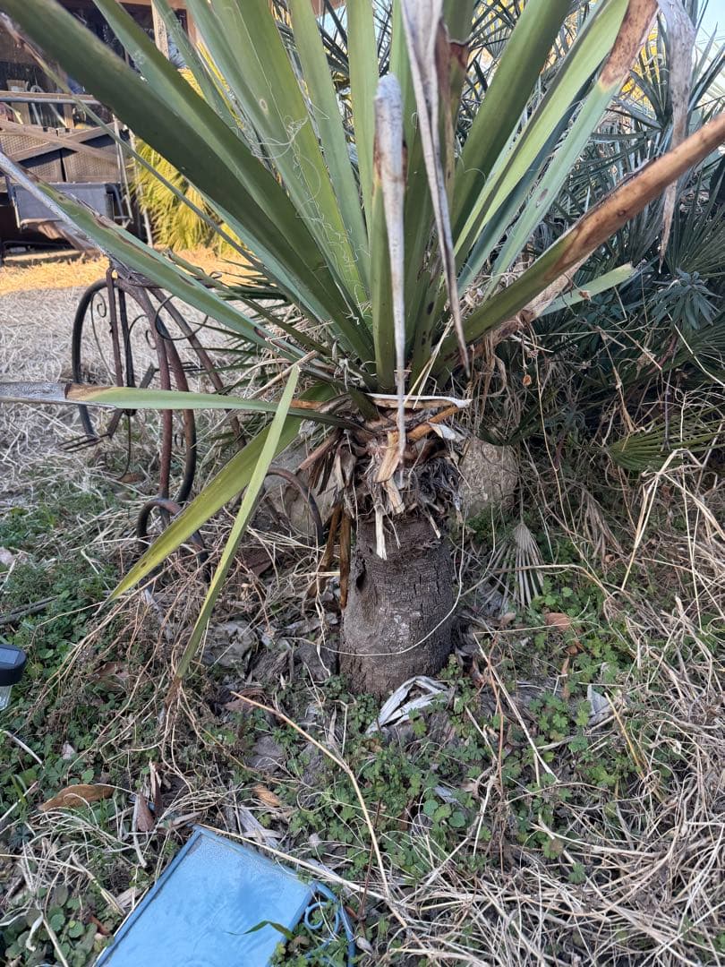 ユッカ　カルネロサーナ #️⃣ ユッカロストラータ ココスヤシ 引き取り限定