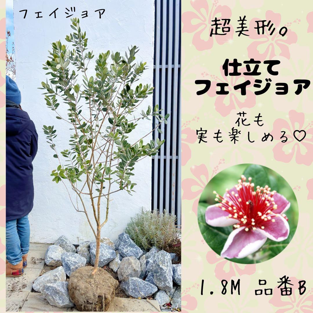 超美形。仕立てフェイジョア1.8M(鉢底から)品番B