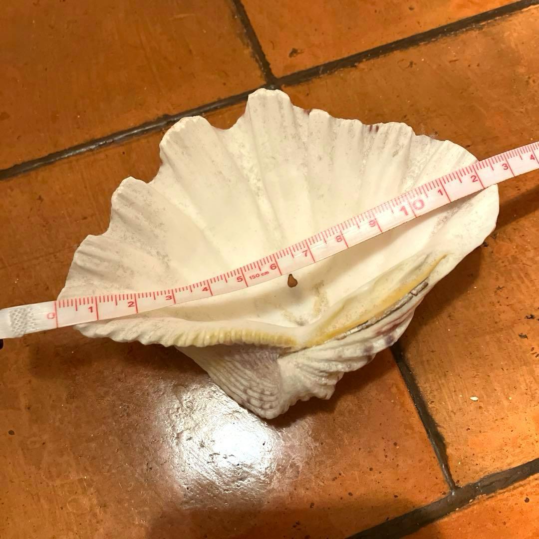 ✨貝殻セット✨　シェル　アソート　インテリア雑貨