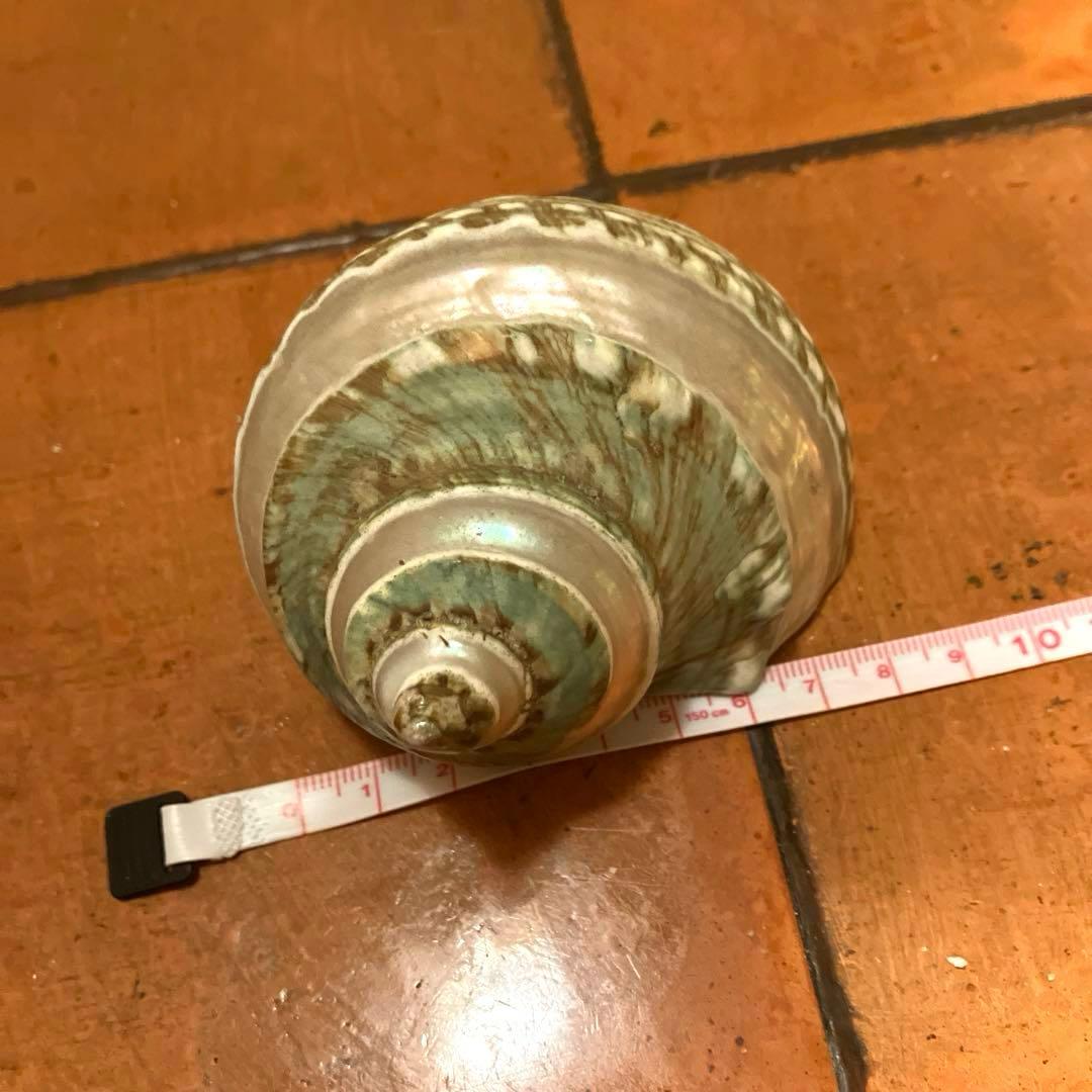 ✨貝殻セット✨　シェル　アソート　インテリア雑貨