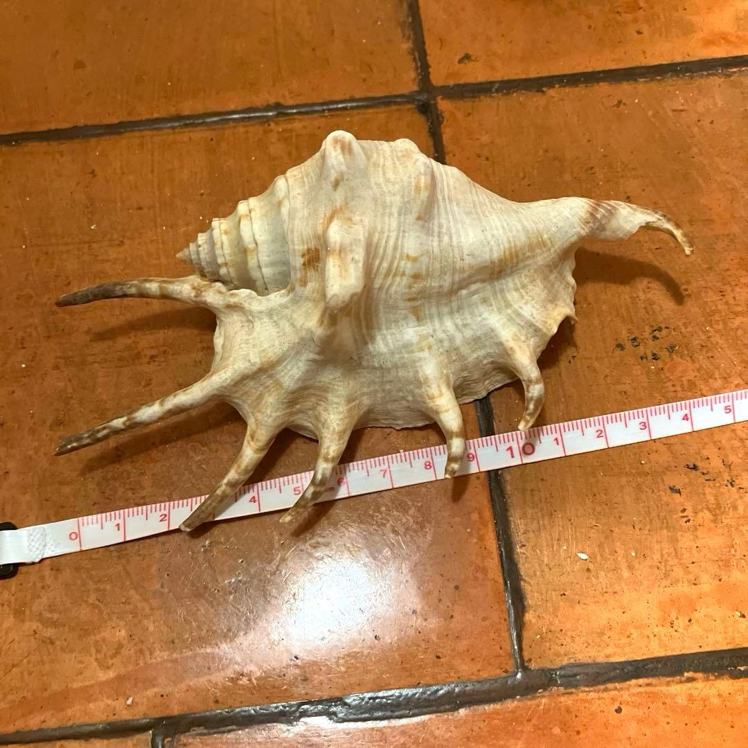 ✨貝殻セット✨　シェル　アソート　インテリア雑貨