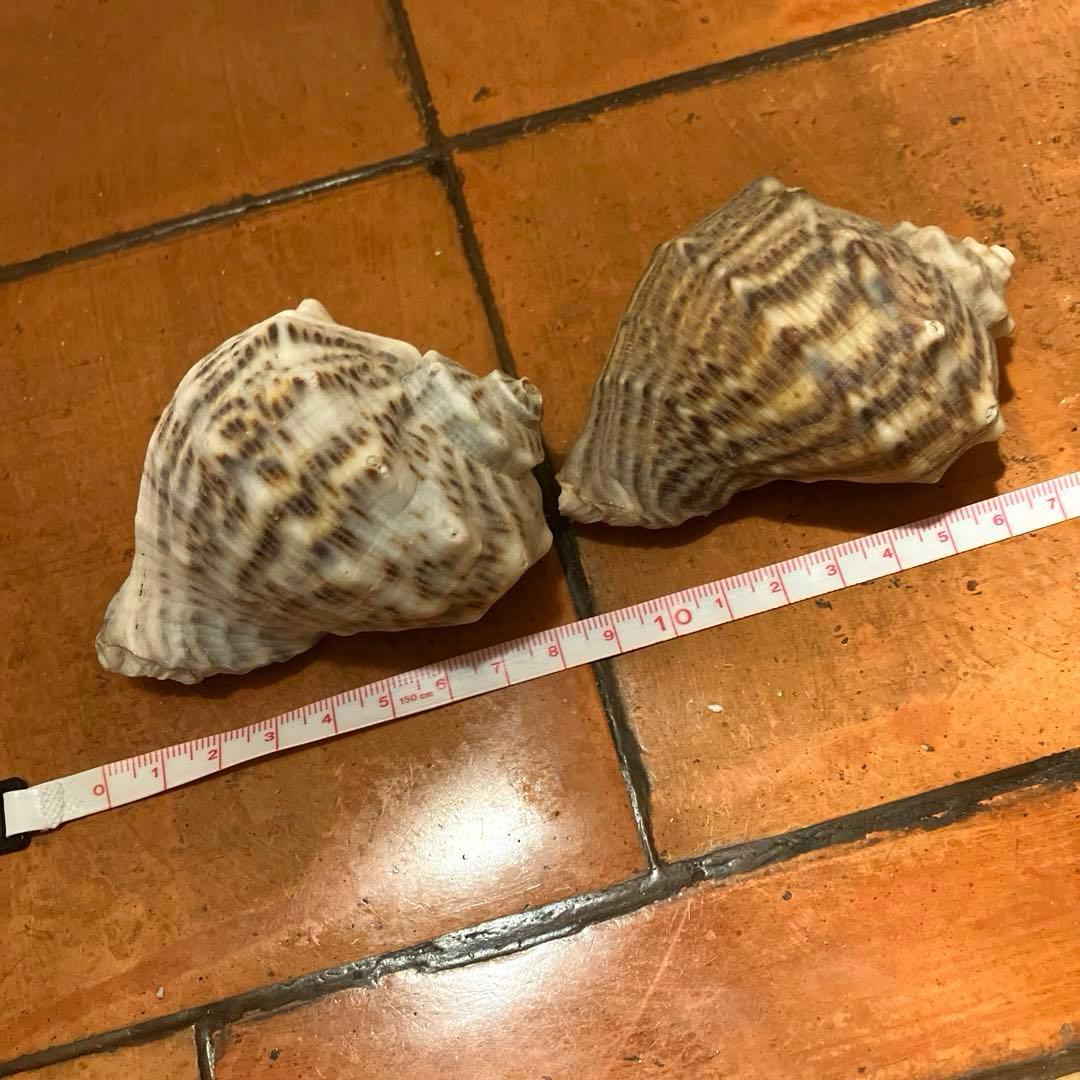 ✨貝殻セット✨　シェル　アソート　インテリア雑貨