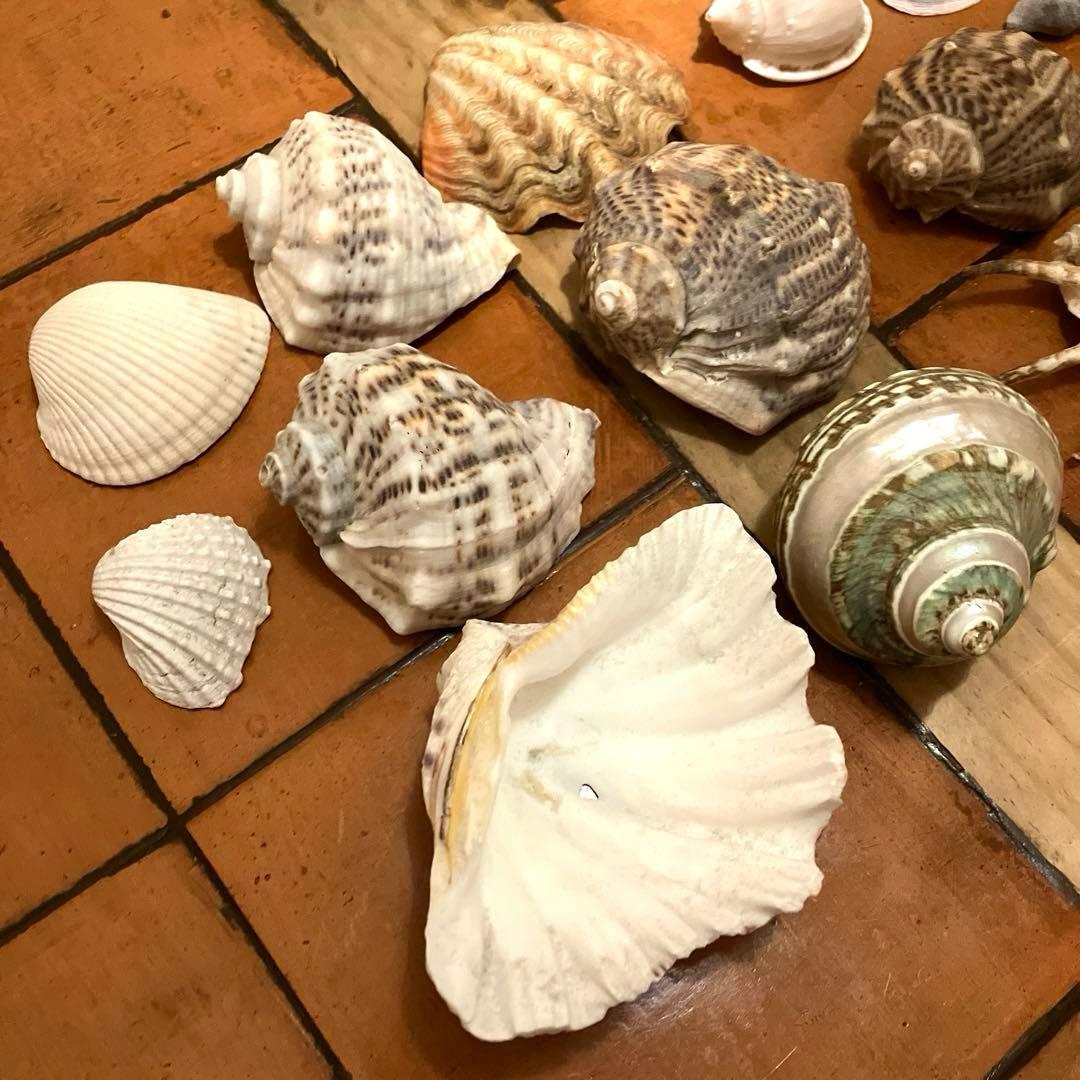 ✨貝殻セット✨　シェル　アソート　インテリア雑貨