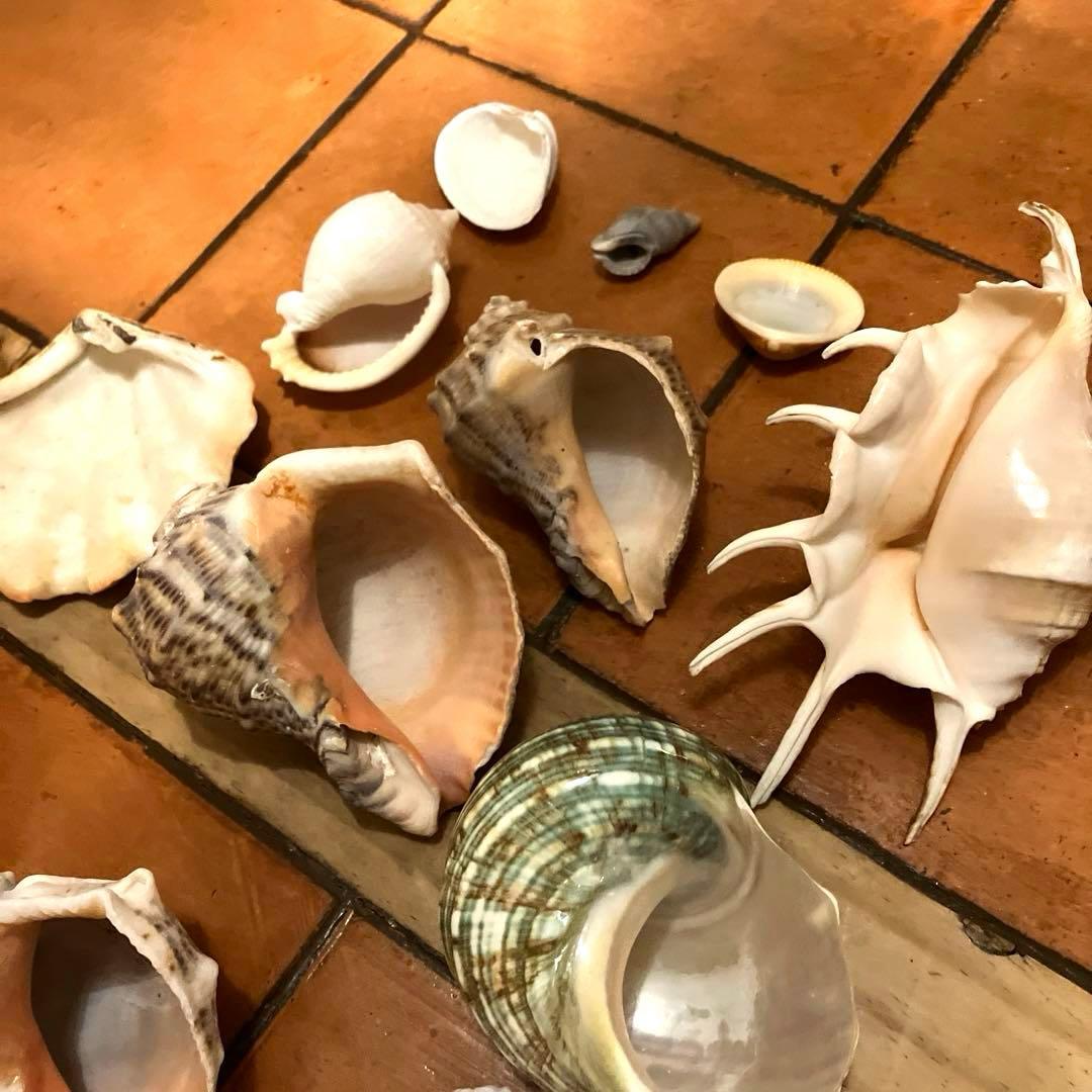 ✨貝殻セット✨　シェル　アソート　インテリア雑貨