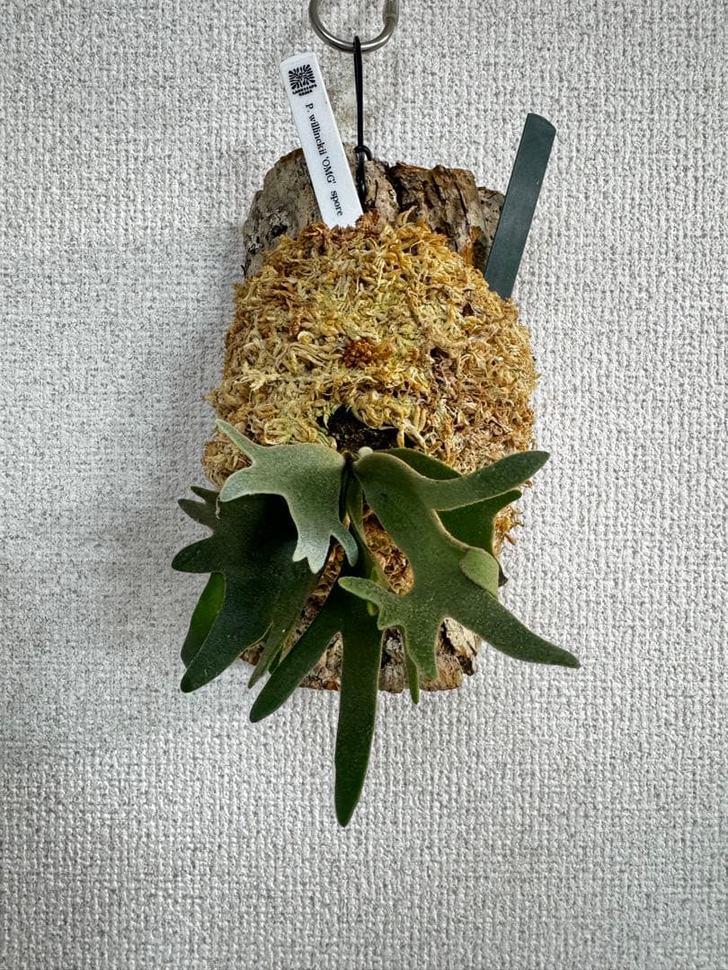 P. willinckii 'OMG'spore コルク　ビカクシダ　緑