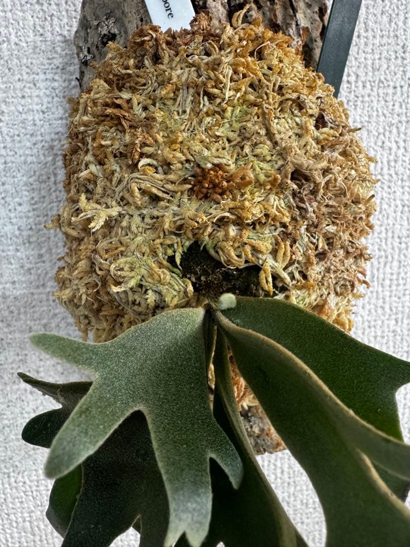 P. willinckii 'OMG'spore コルク　ビカクシダ　緑