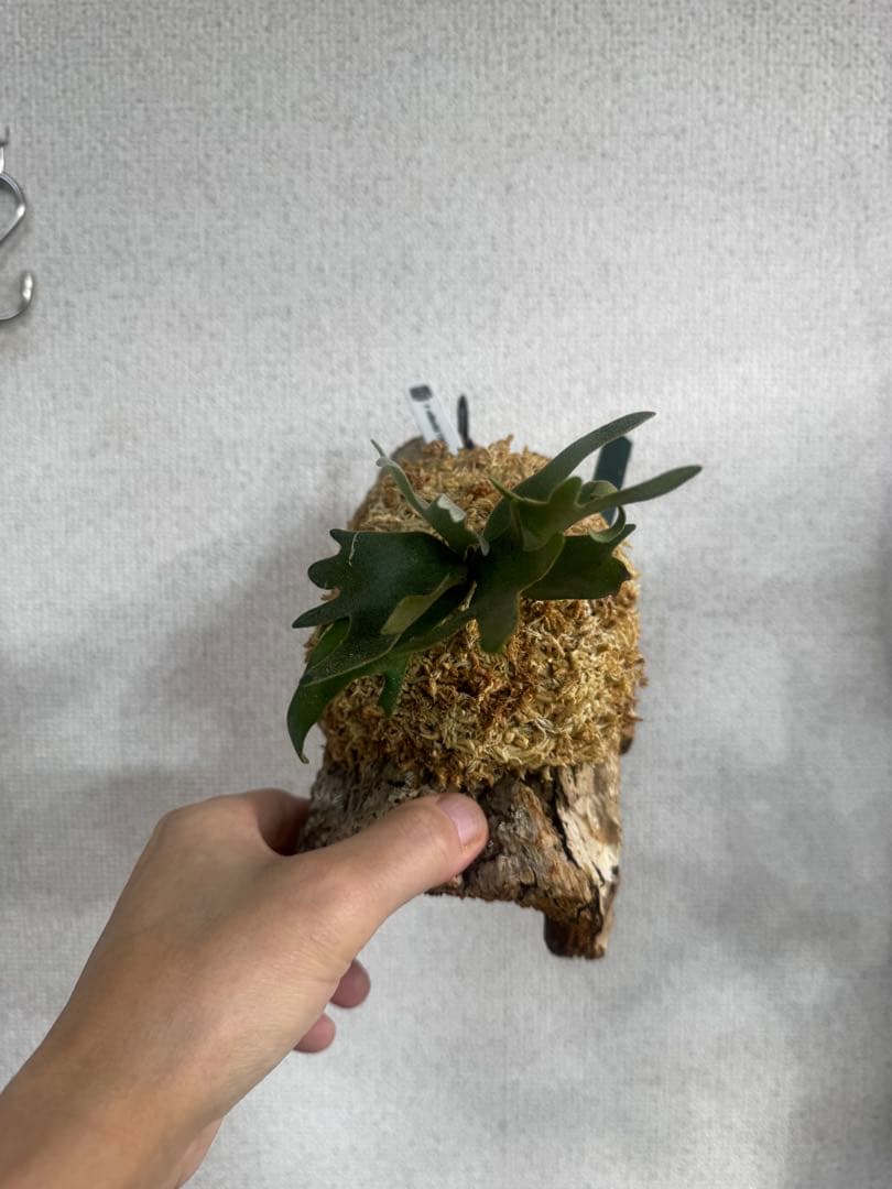P. willinckii 'OMG'spore コルク　ビカクシダ　緑
