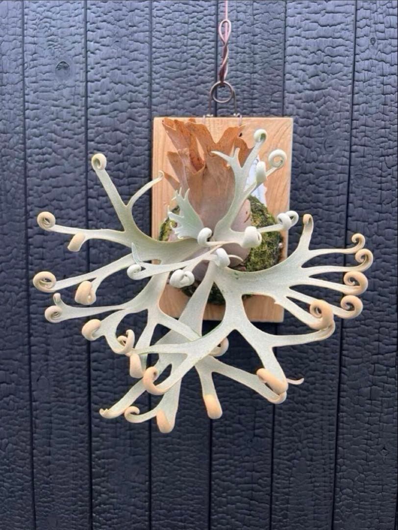 willinckii Grace sporeling HHR ビカクシダ