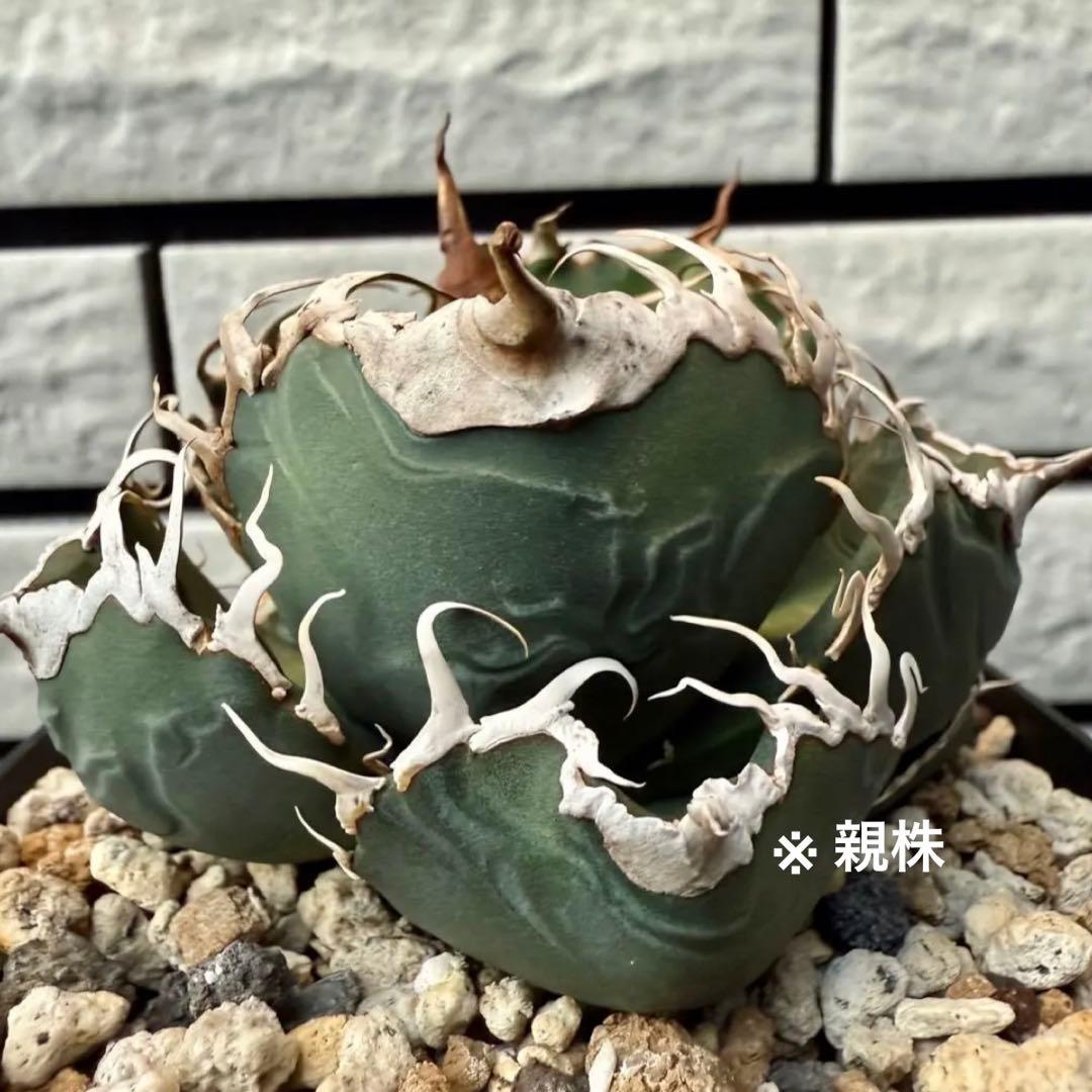 アガベチタノタ　スーパーチタノタ③ 【限定値下げ】