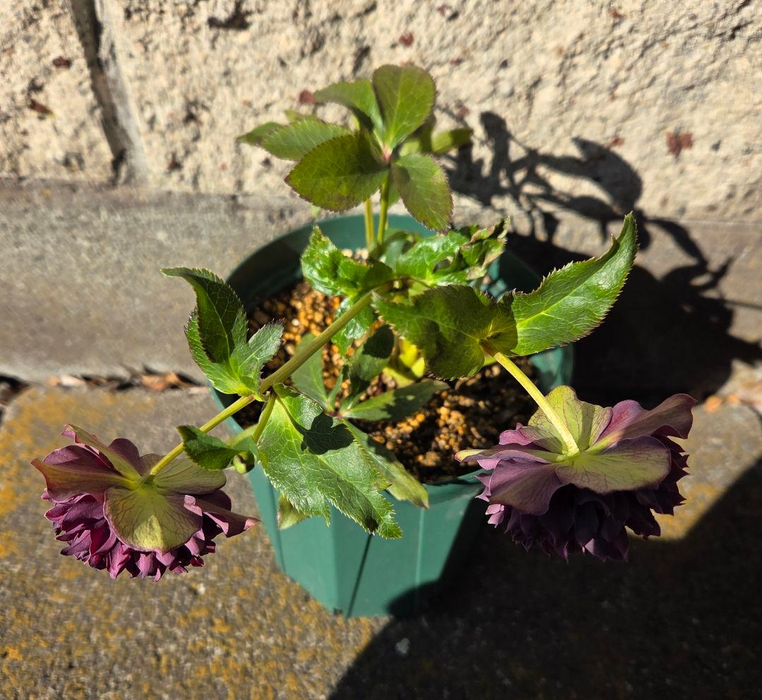 クリスマスローズ　クレオパトラ