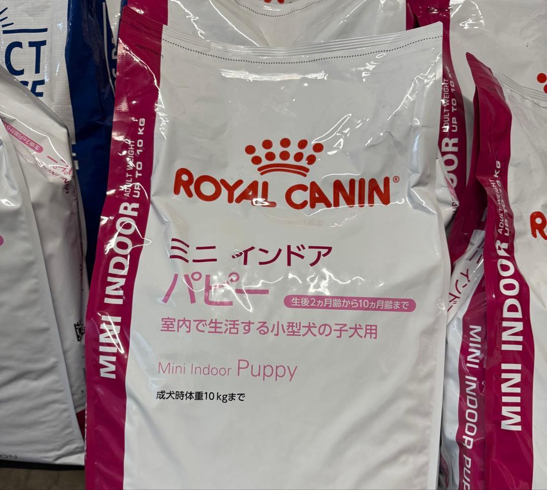 ロイヤルカナン　ミニインドアパピー　10kg 在庫3