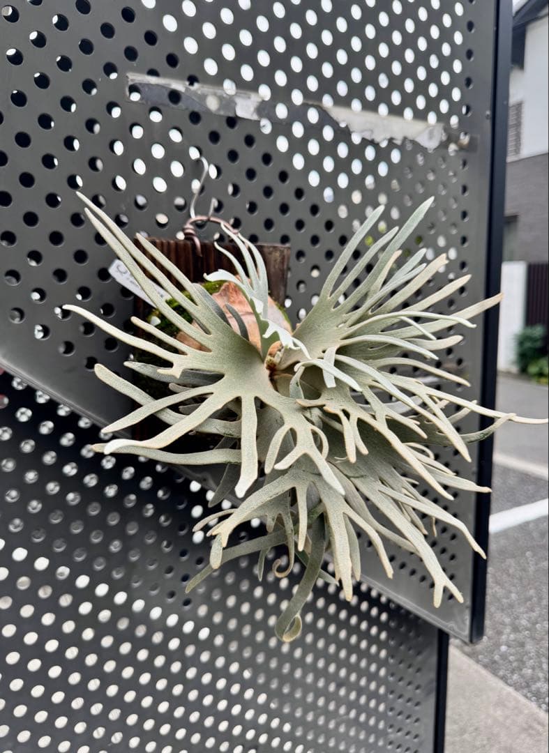 ジェイドガール　OC ビカクシダ