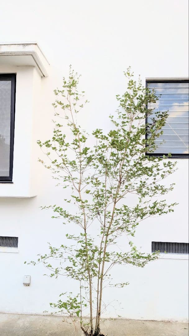 3mもの。奇跡の山採りミツバツツジ。