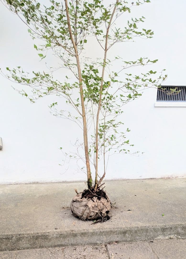 3mもの。奇跡の山採りミツバツツジ。