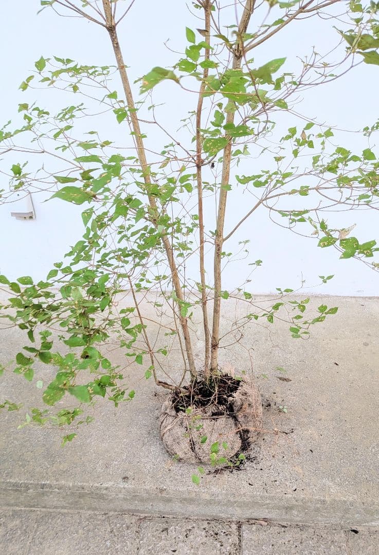 3mもの。奇跡の山採りミツバツツジ。