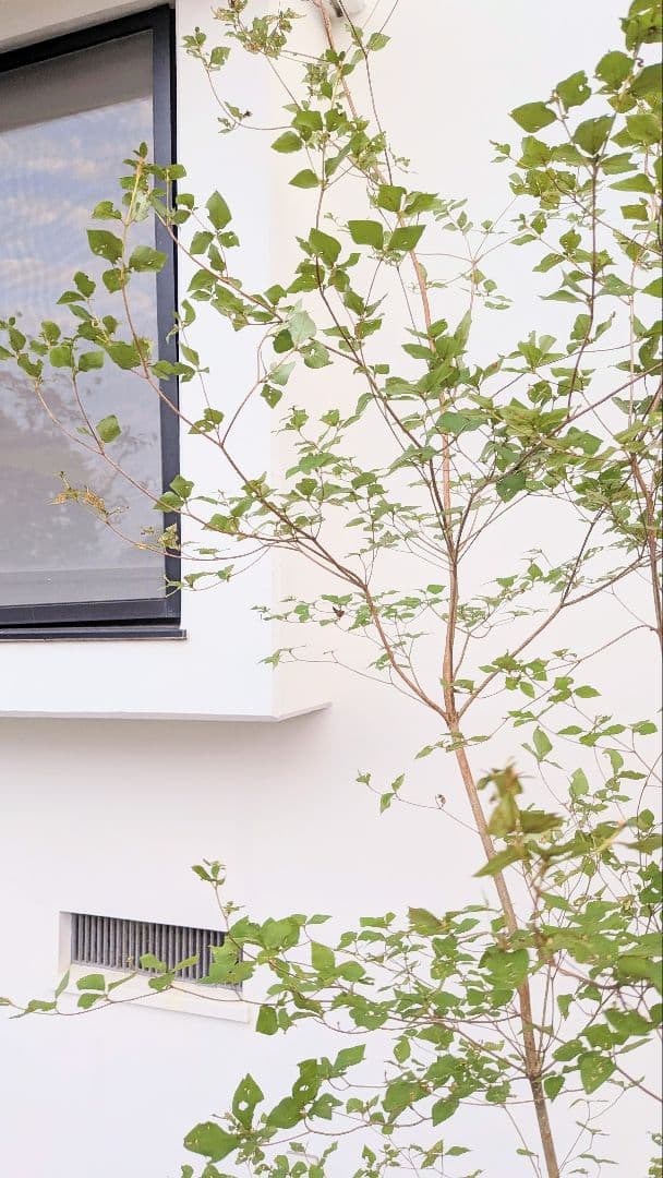 3mもの。奇跡の山採りミツバツツジ。