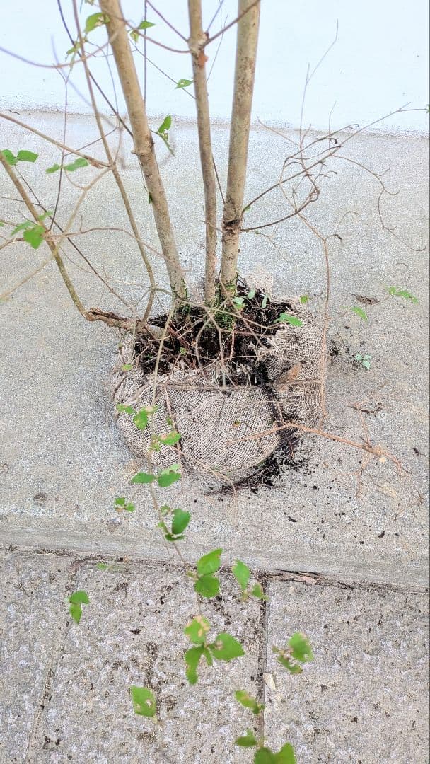 3mもの。奇跡の山採りミツバツツジ。