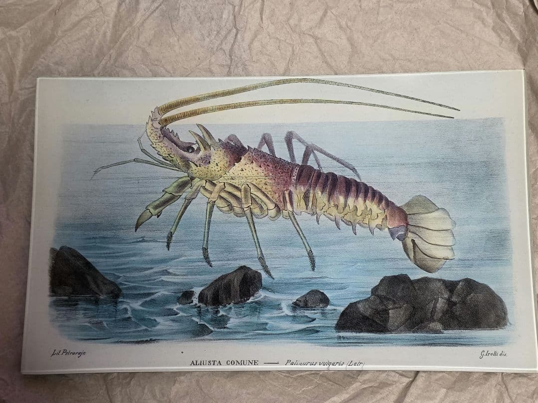 ジョンデリアン　デコパージュプレート