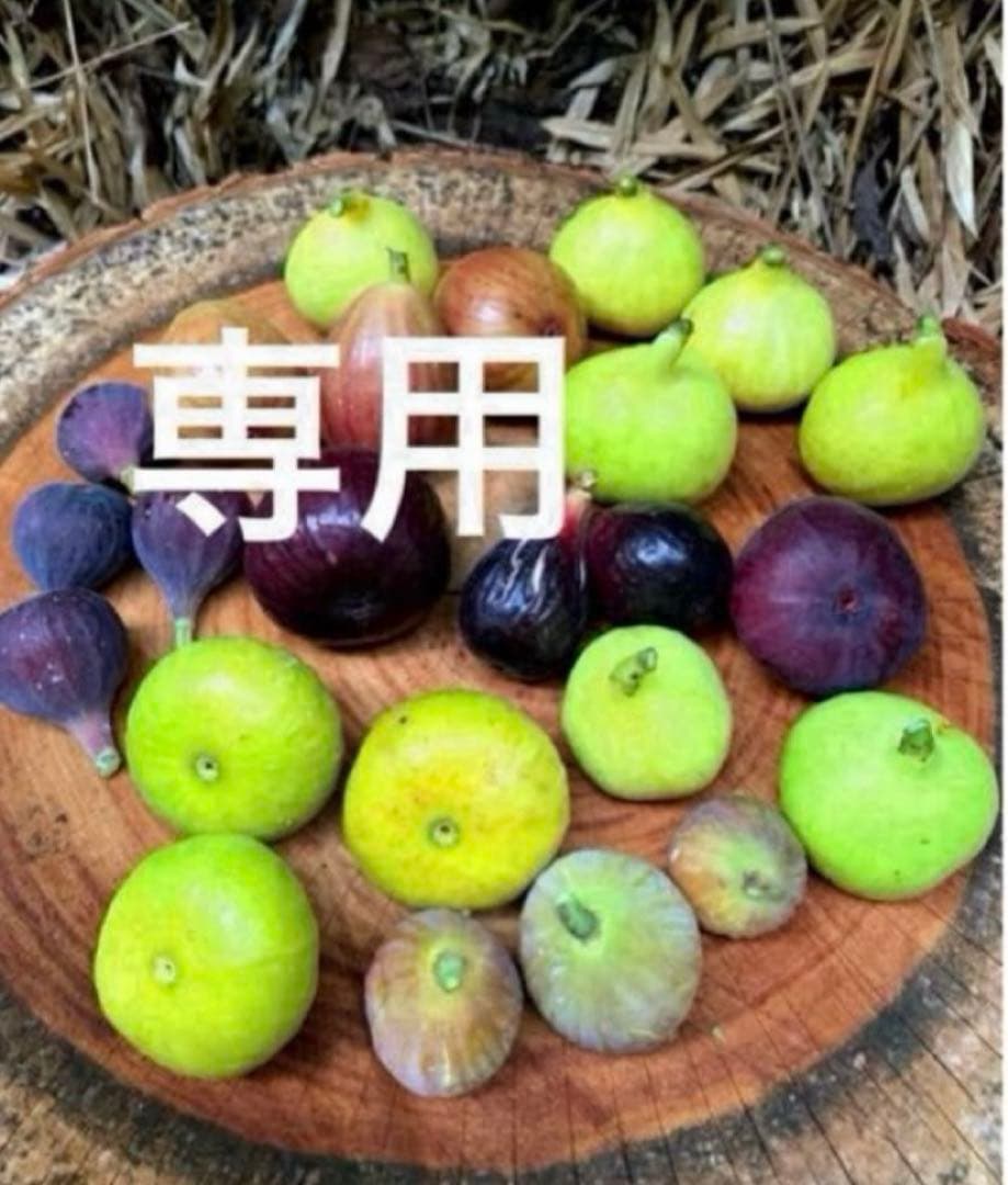 山岳 いちじく穂木