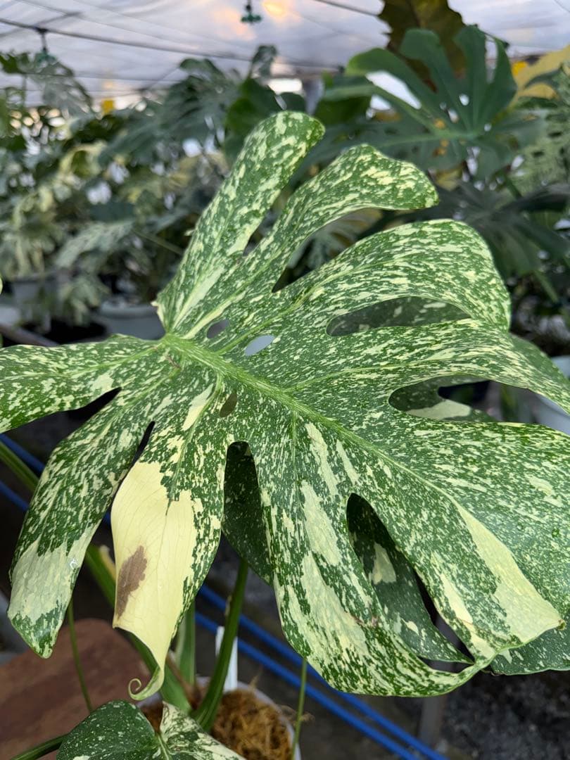 k*u様 9モンステラ　タイコンステレーション　スターライト