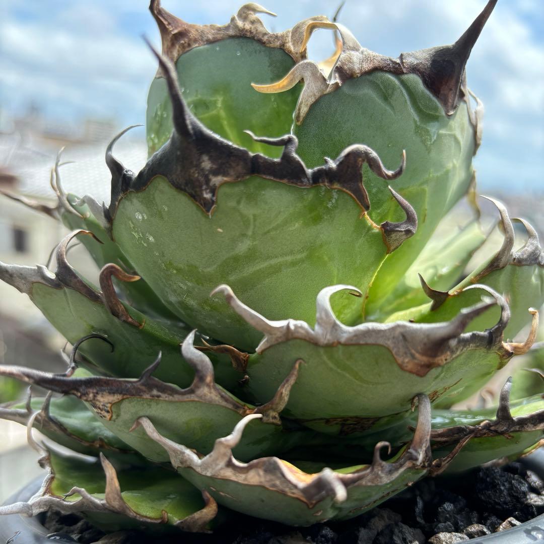 アガベ　チタノタ　インフェルノ　大株 / Hades ハデス