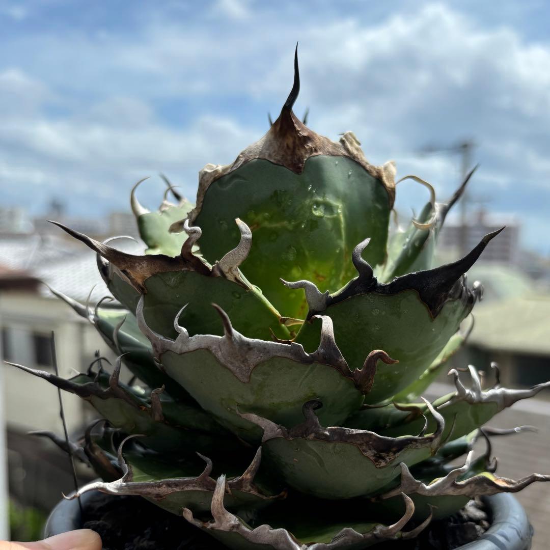 アガベ　チタノタ　インフェルノ　大株 / Hades ハデス